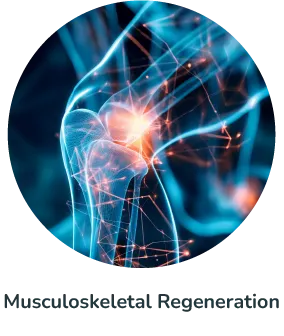 Musculoskeletal Regeneration