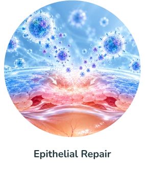epithelial repair