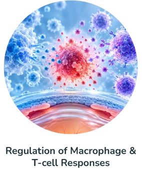 regulation of macrophage and T-cell responses