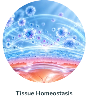 tissue homeostasis